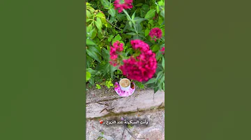 رفيقة غيم و زهر ولطف لمن تهديها 