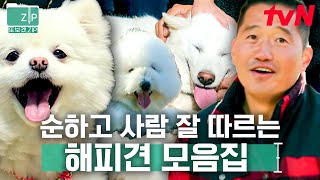 (50분) 심하게 귀여우니까 모두 힐링하고 가세요🐶🧡 순하니까 멍 귀엽다ㅠ 강형욱은 물론이고 사람을 너~무 좋아하는 댕댕이 모음zip | 고독한훈련사