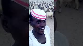 السوداني يتكلم مع الغنم #اضحك_من_قلبك