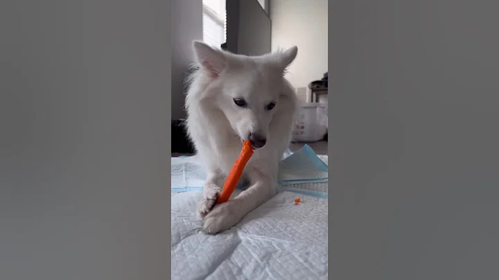 Bridget likes food slightly more 😂 #dogs #englishmastiff #husky Dog #dogs #viralvideo #video #videos