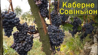 Каберне Совіньйон — другий урожай, винний виноград. Виноград 2019