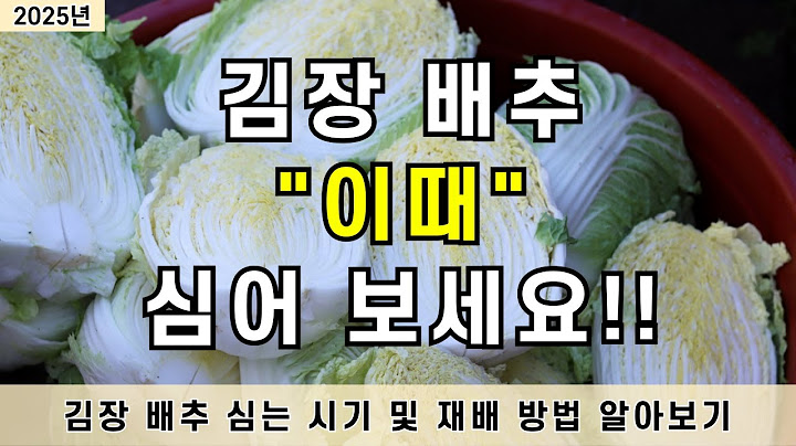 2025년 김장 배추 "이때" 심고 "이렇게" 재배 하세요!!