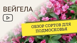 Вейгела: обзор сортов