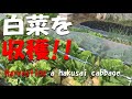 白菜を収穫!! Harvesting an organic hakusai cabbage.