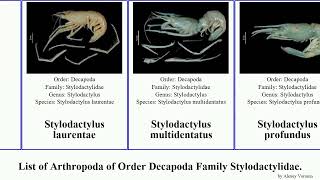 List Of Arthropoda Of Order Decapoda Family Stylodactylidae. Stylodactylus Parastylodactylus Sound