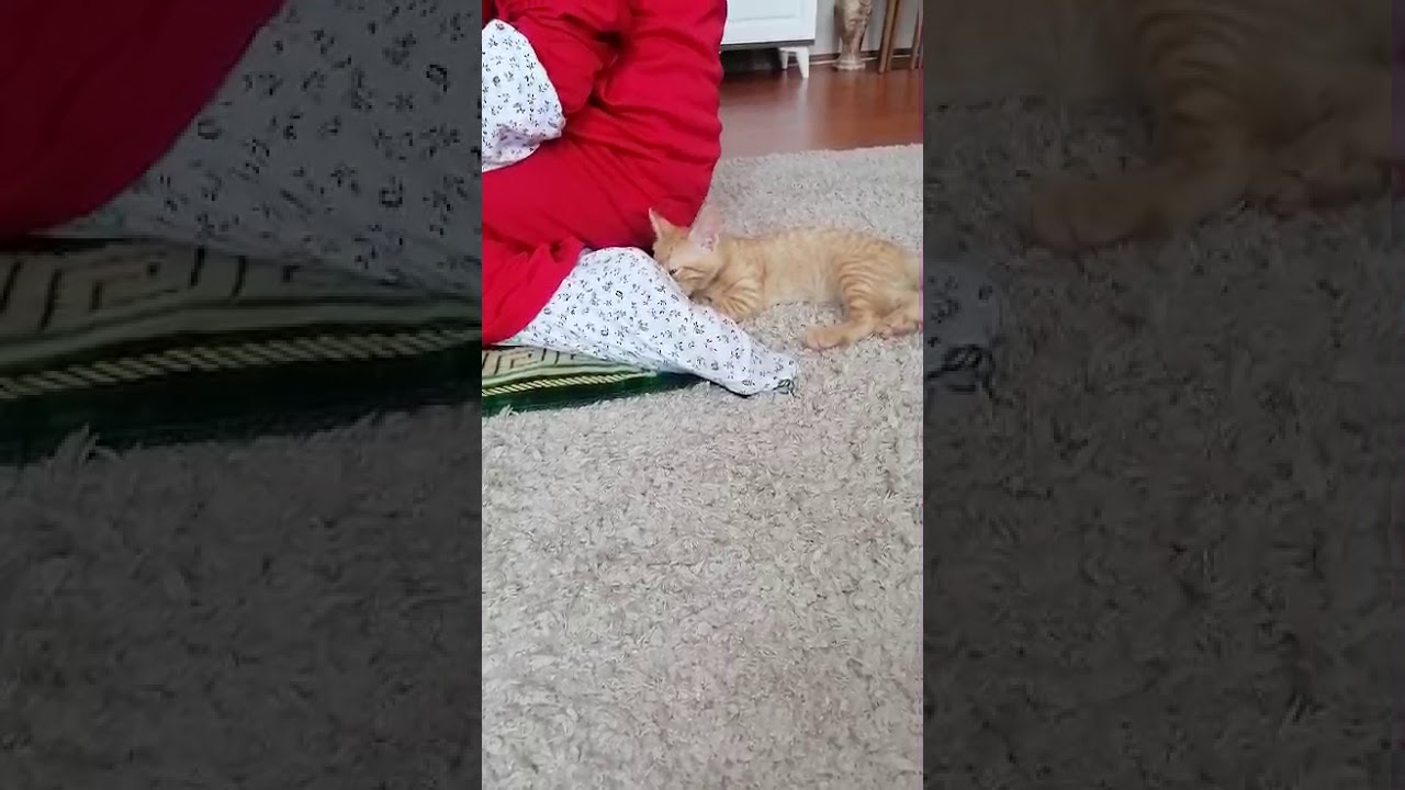 Psikopat Kedi) YouTube