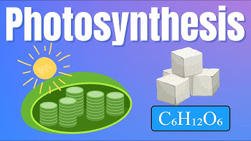 How Plants Make Food: The Science of Photosynthesis Explained!