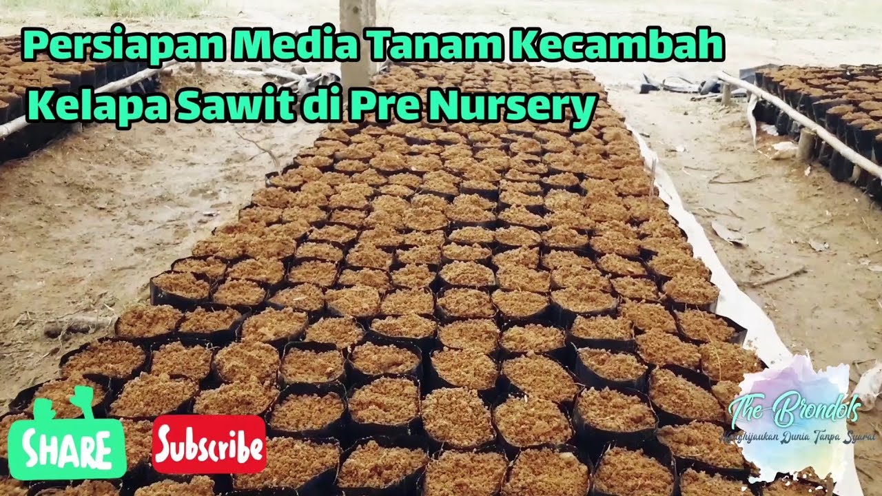 Persiapan Media Tanam Kecambah di Pre Nursery