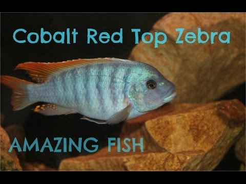 african cichlid tank mates Cobalt Red Top Zebra: Amazing Fish