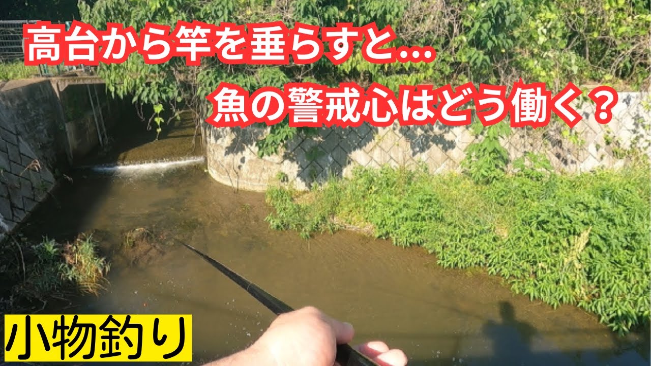 高台から小物釣り 魚の警戒心は薄れるのか？ - YouTube