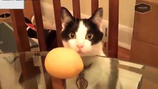 SUPER WEIRD CATS that will totally CONFUSE YOU!  Funniest CAT VIDEOS compilation 2018