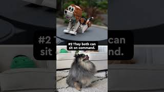 LEGO Dogs Can Do WHAT ?? | 6 Things Real Dogs Have In Common With LEGO Ones