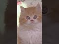L'instinct de prédation des chats I SLICE ANIMAUX