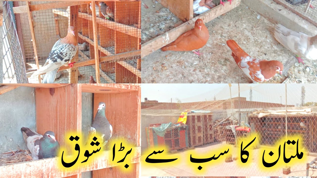 Wor Rashid Multan Pigeons Bareeding Setup || Rashid Bhai Multan waly || - YouTube