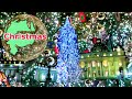 Vatican 2022 - Christmas  30-meter tree in Rome, Italy, Europe - Roma San Pietro, The Papal Basilica