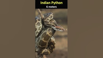 Top five longest snakes in the world  #viral #animals #snake #shorts #longest #top