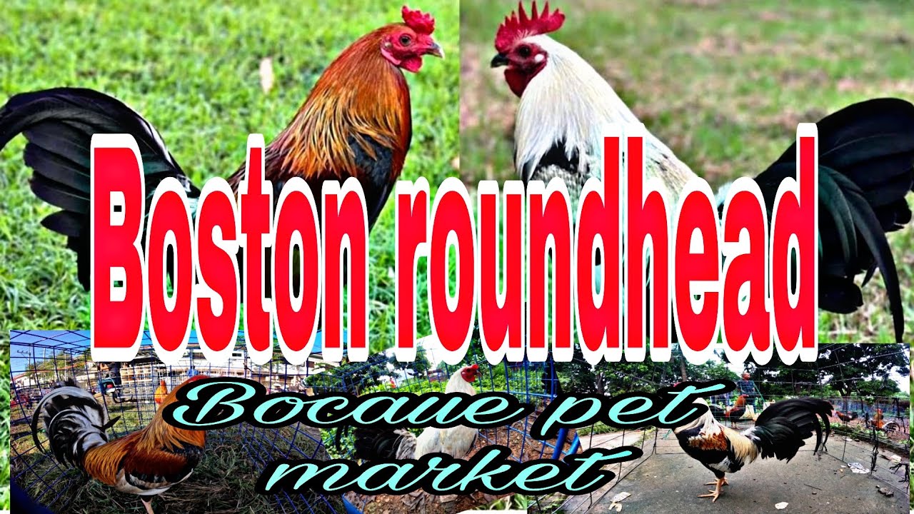 Boston Roundhead , Bocaue pet market .