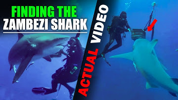 Dangerously Close Shark Encounters Caught on Camera - Part 2 - Official CR 2.0