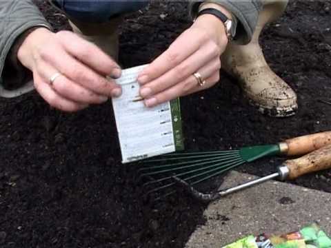 Video: Såning Af Frø Og Voksende Kimplanter Af Agurker