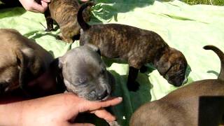 Bandog Boerboel Pitbull puppies