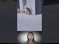Dog video, unexpected ending #animal_025#animals#shorts
