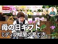 母の日ギフトに迷ったらこれ!胡蝶蘭専門家が教える育て方&おすすめランキングBEST3【椎名洋ラン園 椎名輝さん】@tokyosmallgift