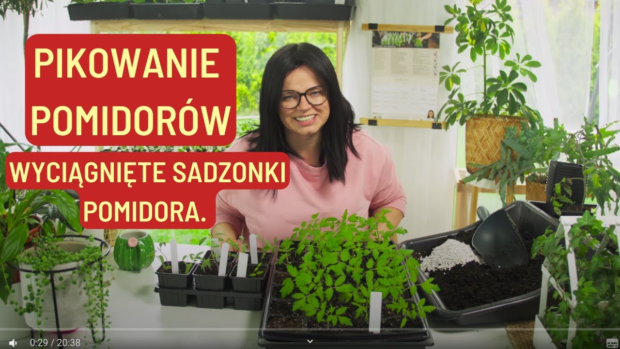 WYCIĄGNIĘTE SADZONKI POMIDORA. PIKOWANIE POMIDORÓW