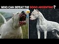 6 Dogs That Could Defeat A Dogo Argentino 