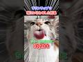 猫にイジワルした結果 #猫 #shorts #ちゅーる
