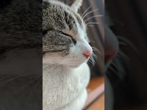 猫が寝顔 - cats sleeping - #Shorts