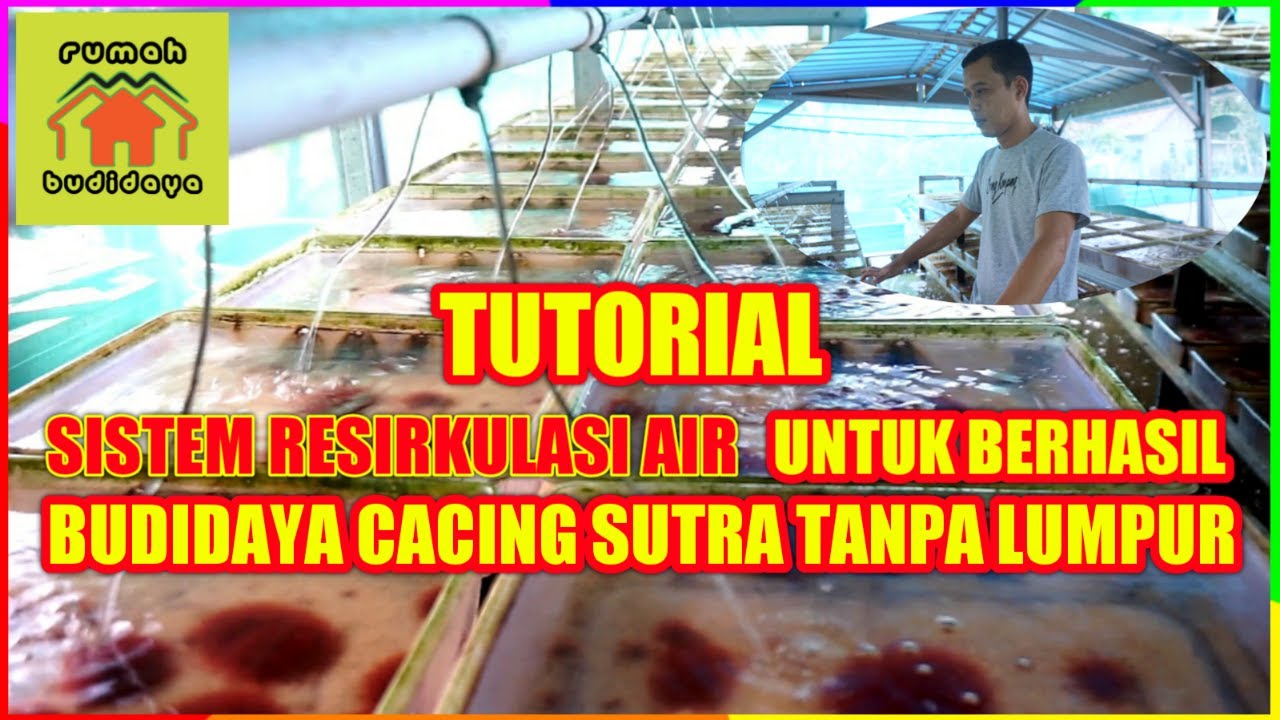 TUTORIAL UNTUK BERHASIL BUDIDAYA CACING SUTRA DENGAN SISTEM RESIRKULASI AIR