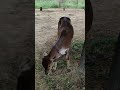 Gaass Lao Re Cow рџђ рџђ Buffalo Funny Baffalo Animals Comedy Cow Cute Buffalosound Shorts Gaass Lao Re Cow рџђ рџђ Buffalo Funny Baffalo Animals Comedy Cow Cute Buffalosound Shorts