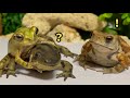 Crazy Boy🐸✨ Frog & Toad & Salamander