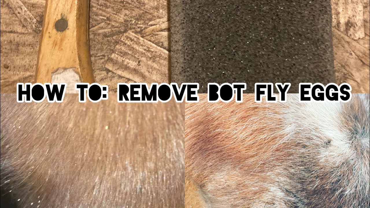 How to remove Bot Fly Eggs off horses