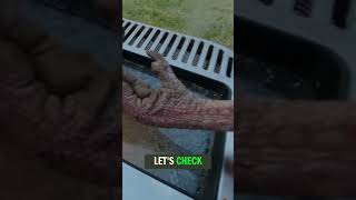 Wild Turkey Soaked in Pickle Juice Had the Whole Camp Talking