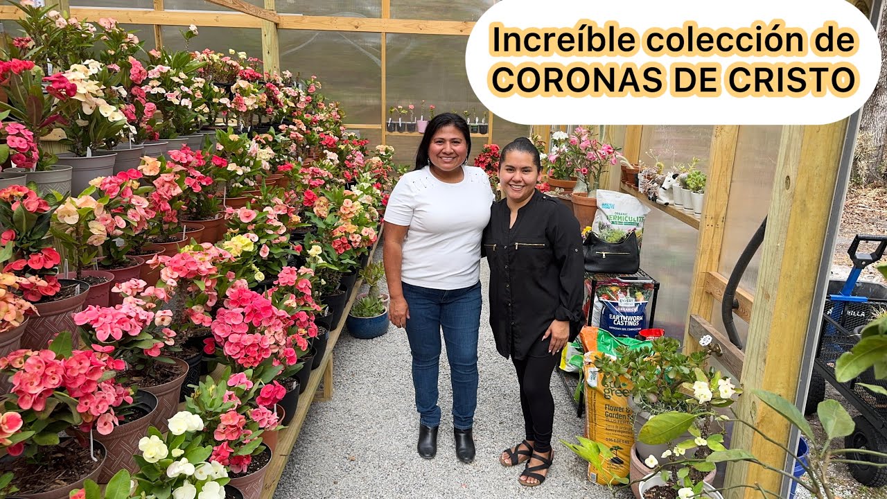 Increíble colección de Coronas de Cristo en el invernadero de Jazmín 
