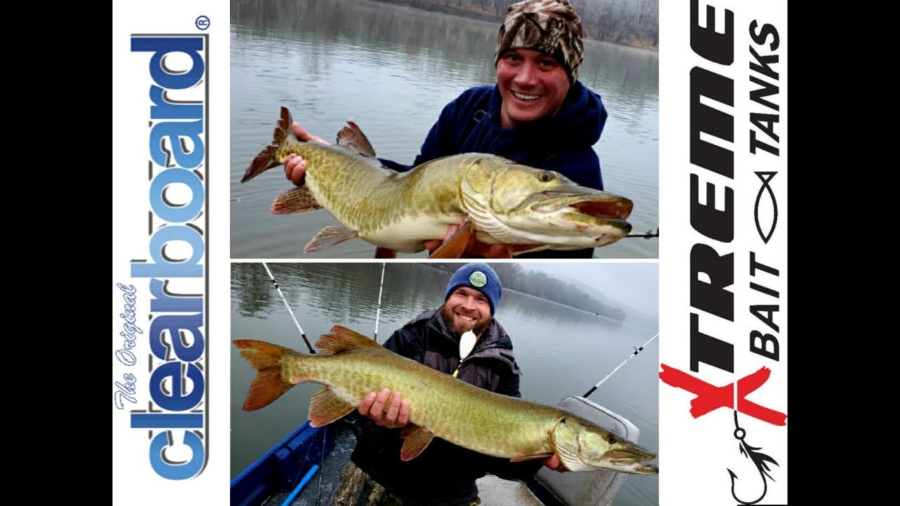 Muskie fishing with live bait YouTube