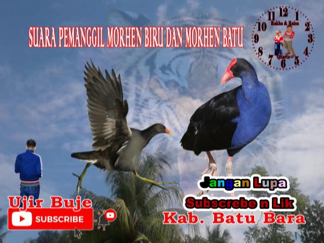 PEMANGGIL MANDAR BIRU DAN MANDAR BATU class=
