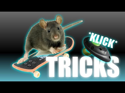 Video: Wie Man Ratten Trainiert