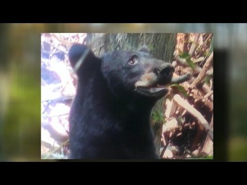 Woman calls 911 during bear attack