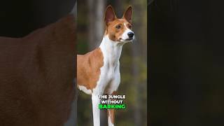 Woodworking And Weird Dog Facts! 🔨🐶 #diy #doglover