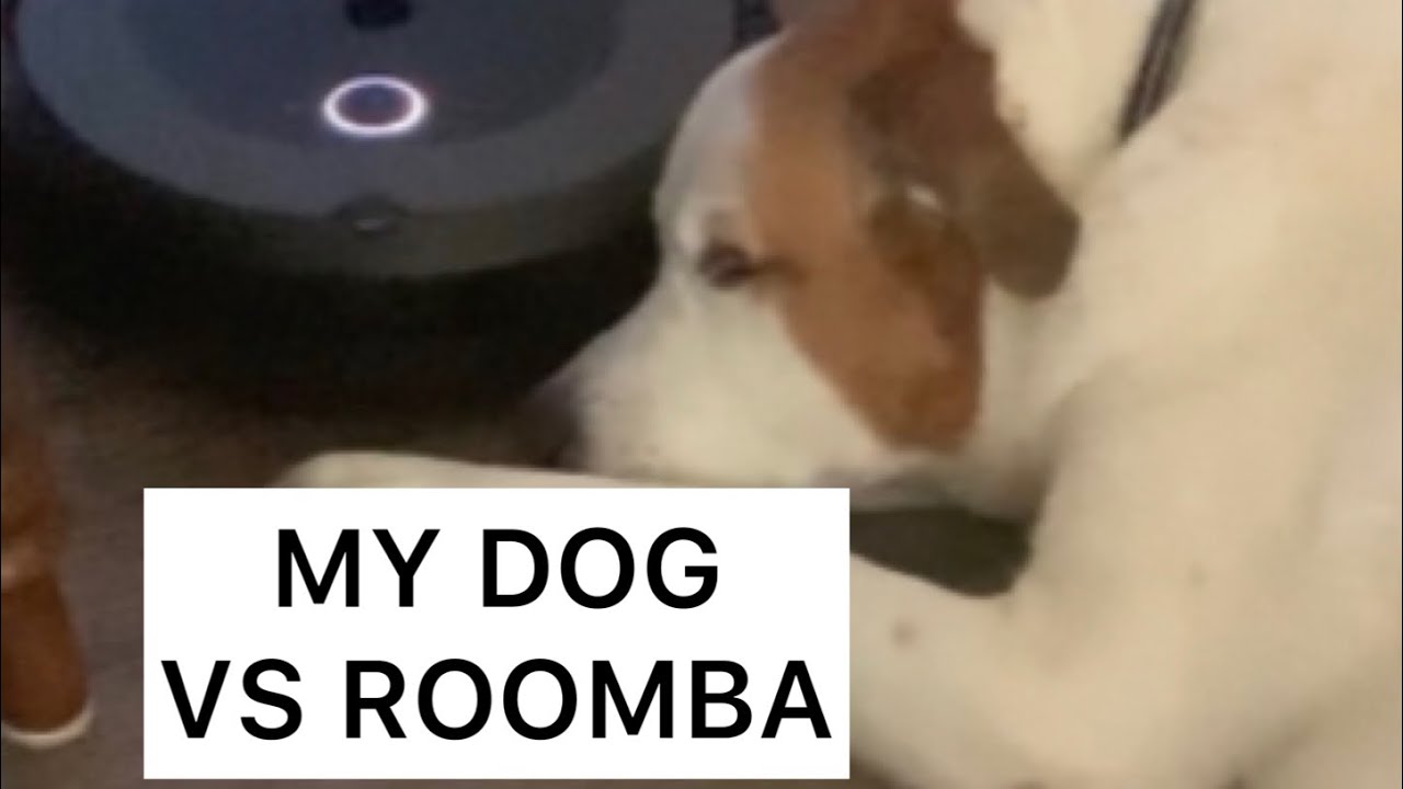 my-dog-vs-roomba-youtube