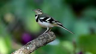 Forest Wagtail (Dendronanthus indicus)