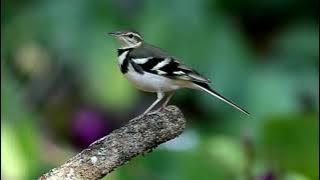 Forest Wagtail (Dendronanthus indicus)