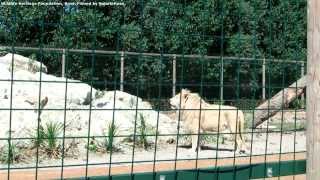 White Lions Part 3 - WHF Open day 2013
