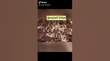 В ЦВЕТОЧНОМ ГОРШКЕ ТОНКИЕ ЧЕРВИ. ЧТО ДЕЛАТЬ?