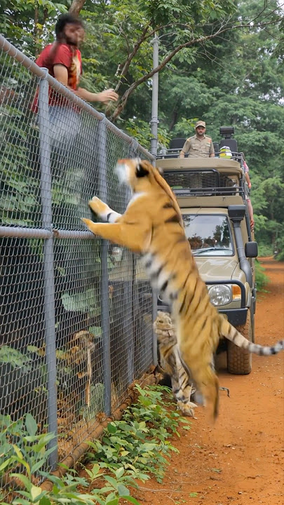 호랑이 앞에서 방심한 남자의 최후 The downfall of a man who let his guard down in front of a tiger.   #wildlife