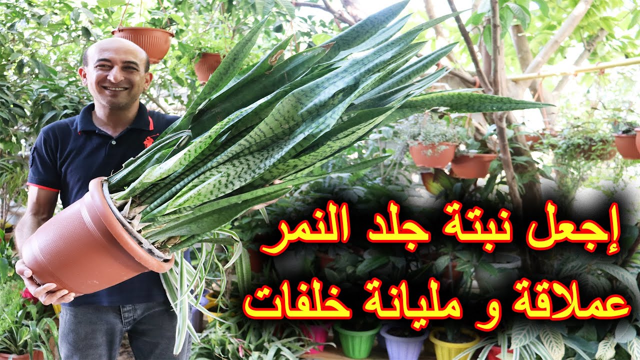 بهذه الطريقة تجعل نبتة جلد النمر عملاقة و تنتج خلفات