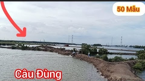 Câu Bống Đục Ngày Đầu Nước cá Ăn Quá Mạnh Toàn cá To || Câu Đùng Mỹ Xuân