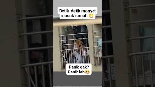 DETIK DETIK MONYET MASUK RUMAH 😱, AUTO PANIK #monyet  #monyetlucu #fypシ #fyp #videounik